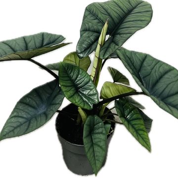 Alocasia 'Platinum'