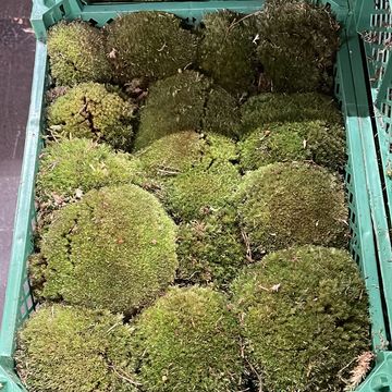 Substrates CUSHION MOSS