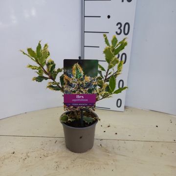 Ilex aquifolium 'Ferox Argentea'