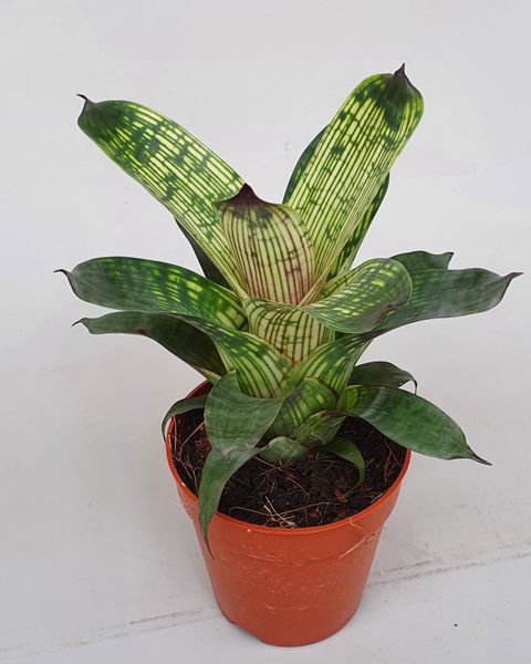Vriesea gigantea seideliana 'Nova'