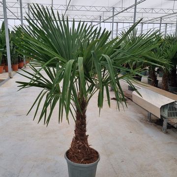 Trachycarpus fortunei