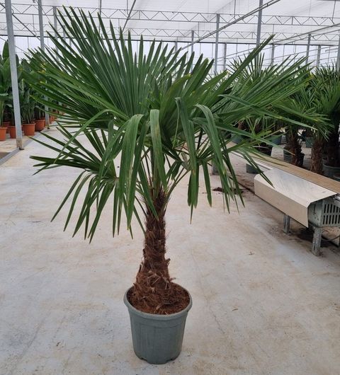 Trachycarpus fortunei