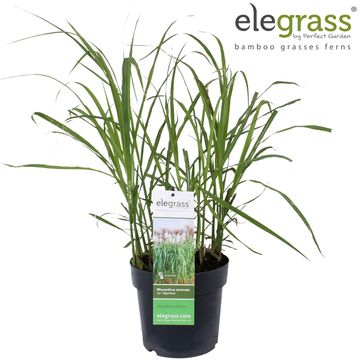 Miscanthus x giganteus
