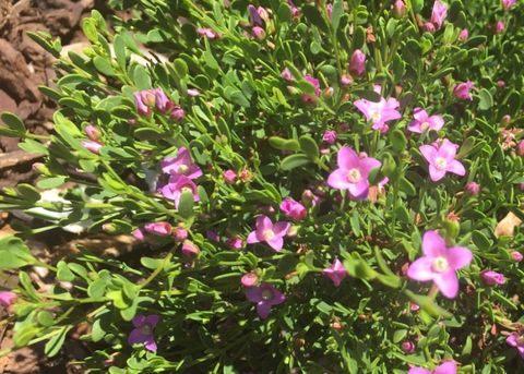 Boronia crenulata
