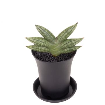 Sansevieria 'Inti No.1'