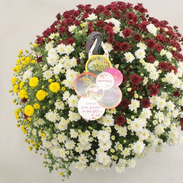Chrysanthemum SKYFALL MIX IN POT