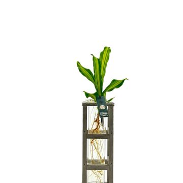 Arrangement Houseplants