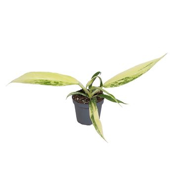 Philodendron Florida Beauty x P. tortum 'Variegata'
