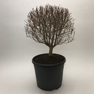 Enkianthus perulatus