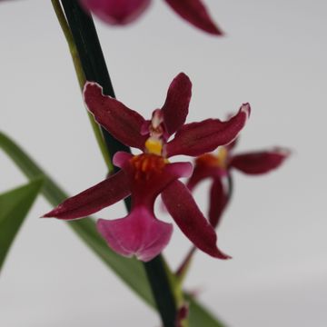 Oncidium 'Mieke von Holm'