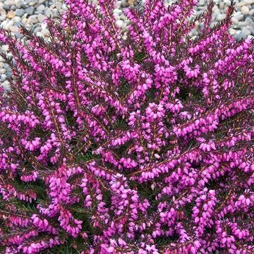 Erica x darleyensis 'Kramer's Rote'