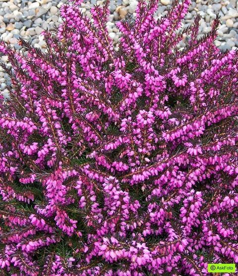 Erica x darleyensis 'Kramer's Rote'