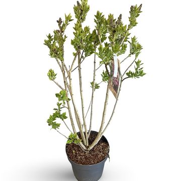 Syringa vulgaris 'Michel Buchner'