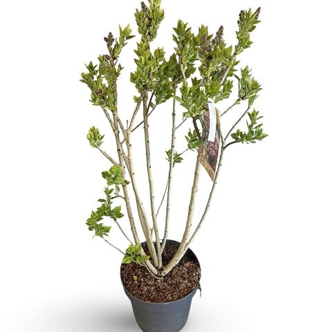 Syringa vulgaris 'Michel Buchner'