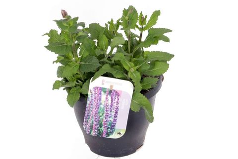 Salvia x sylvestris BLUE MARVEL