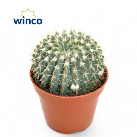 Coleocephalocereus aureus