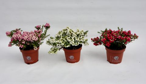 Gaultheria mucronata MIX