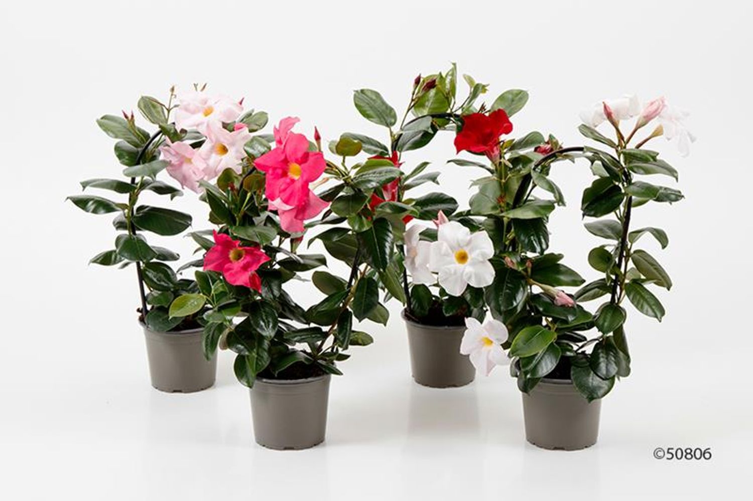 Mandevilla sanderi MIX — Plant Wholesale FlorAccess