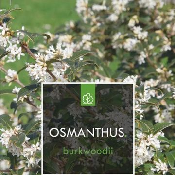 Osmanthus x burkwoodii