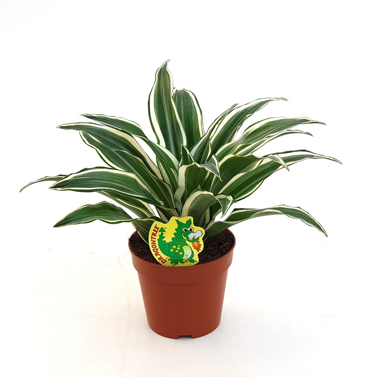 Dracaena fragrans 'White Jewel' — Plant Wholesale FlorAccess