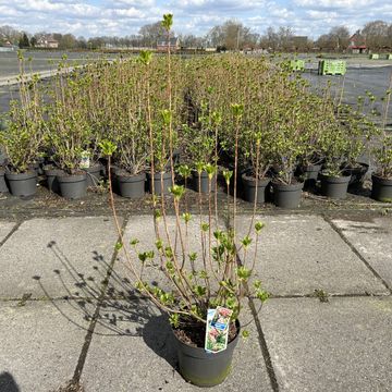 Enkianthus campanulatus 'Pagode'