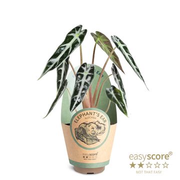 Alocasia BAMBINO