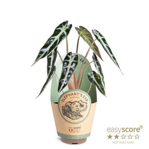 Alocasia BAMBINO