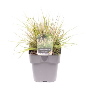 Pennisetum alopecuroides 'Hameln'