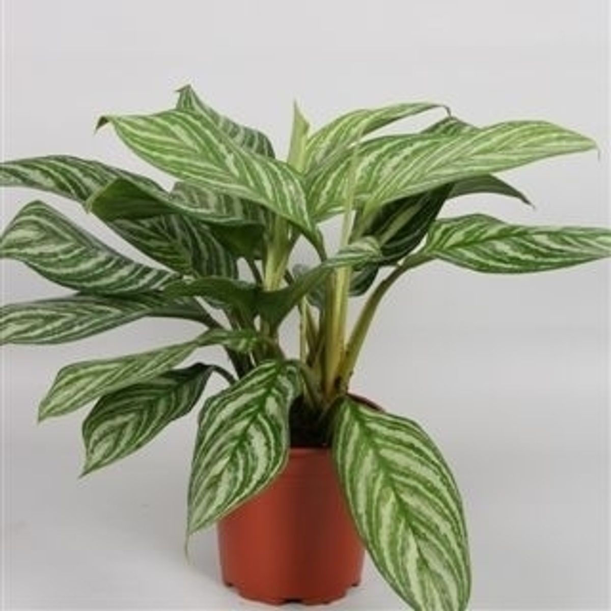 green dracaena plant Dracaena Warneckii, Lemon Lime Dragon Tree main image 1