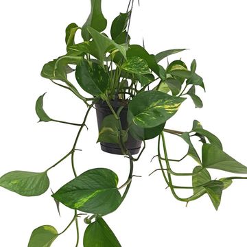 Epipremnum pinnatum 'Aureum'