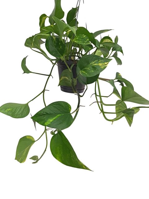 Epipremnum pinnatum 'Aureum'