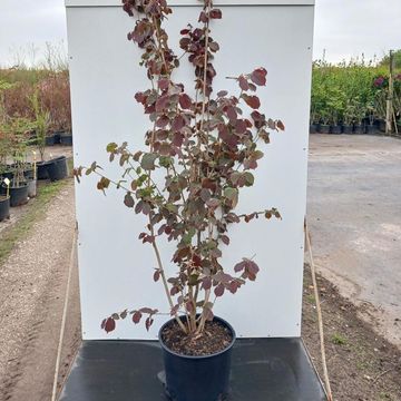Corylus maxima 'Purpurea'