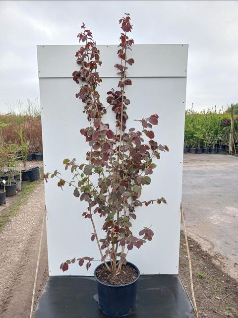 Corylus maxima 'Purpurea'