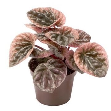 Peperomia caperata 'Abricos'