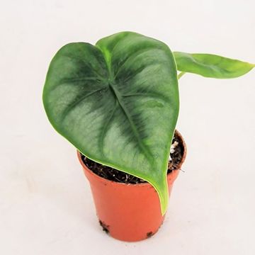 Alocasia reversa