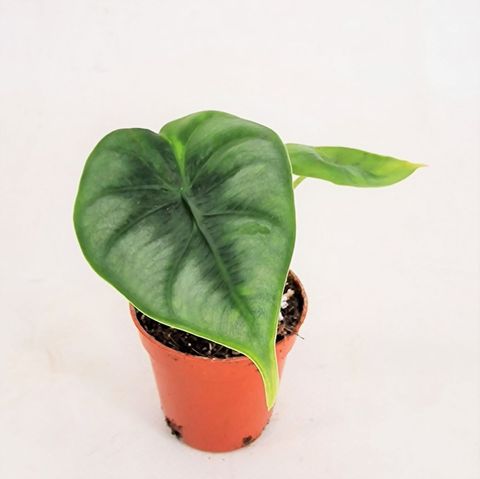 Alocasia reversa