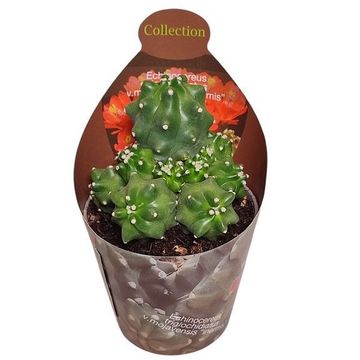 Echinocereus triglochidiatus mojavensis f. inermis