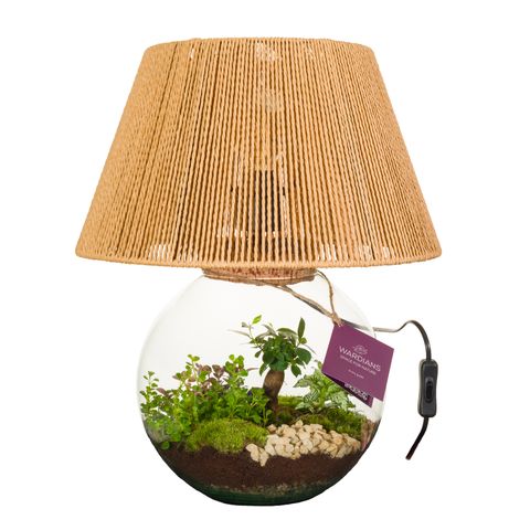 Arrangement Terrarium