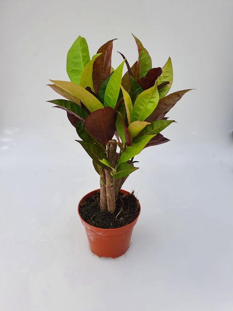 Codiaeum variegatum 'Mrs Iceton'