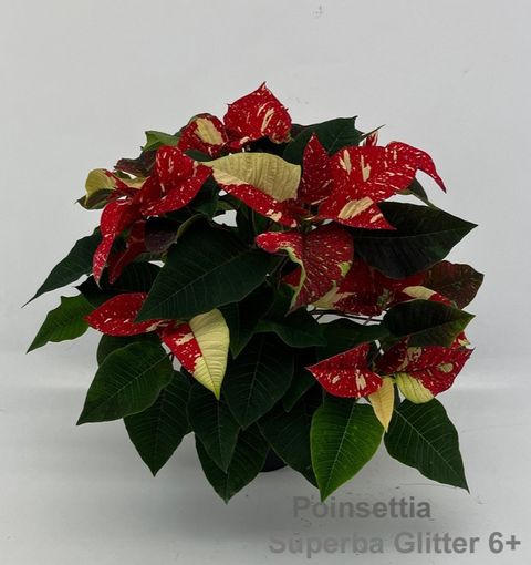 Euphorbia pulcherrima SUPERBA GLITTER