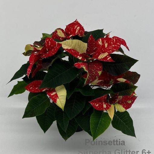 Euphorbia pulcherrima SUPERBA GLITTER