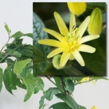 Passiflora citrina