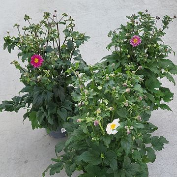 Anemone hupehensis MIX