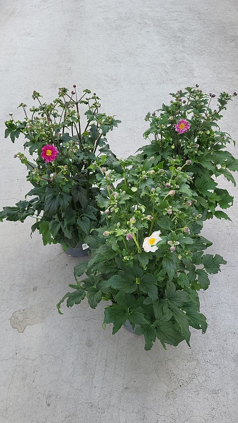 Anemone hupehensis MIX
