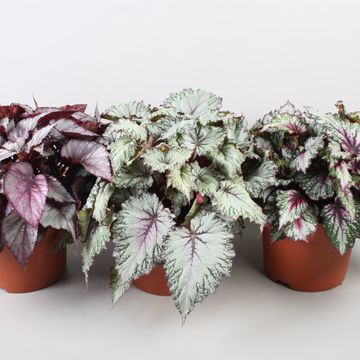 Begonia BELEAF MIX