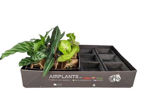 Arrangement Houseplants