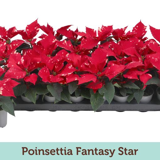 Euphorbia pulcherrima FANTASY STAR