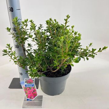 Rhododendron 'Kermesina' (AJ)