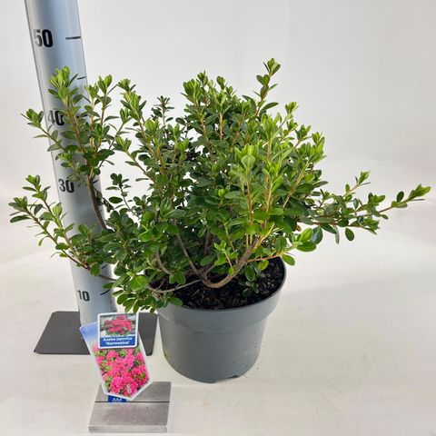 Rhododendron 'Kermesina' (AJ)