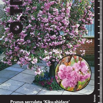Prunus 'Kiku-shidare-zakura'